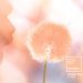 Pantone introduces Pantone Color of the Year 2024: PANTONE 13-1023 Peach Fuzz