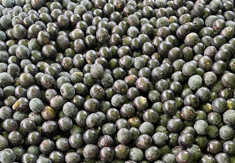 The journey of acai from the jewel of the earth to a superstar cosmetic ingredient
