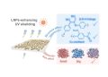Harnessing Nature’s Shield: Enhancing Sun Protection with Lignin Nanoparticles in Cosmetics